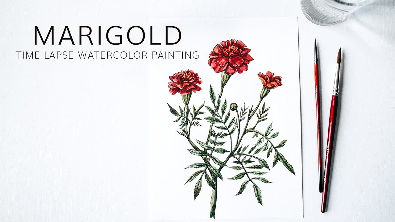 1280x720 Marigold Flower Watercolor Painting Botanical Illustration Time - Marigold Sketch