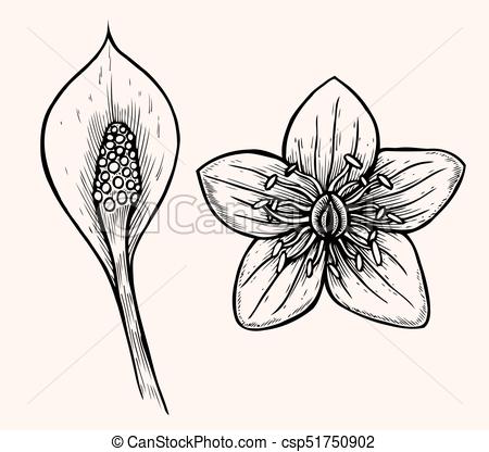 450x416 Set Of Flower Isolated On White Background, Botanical Hand Drawn - Marigold Sketch