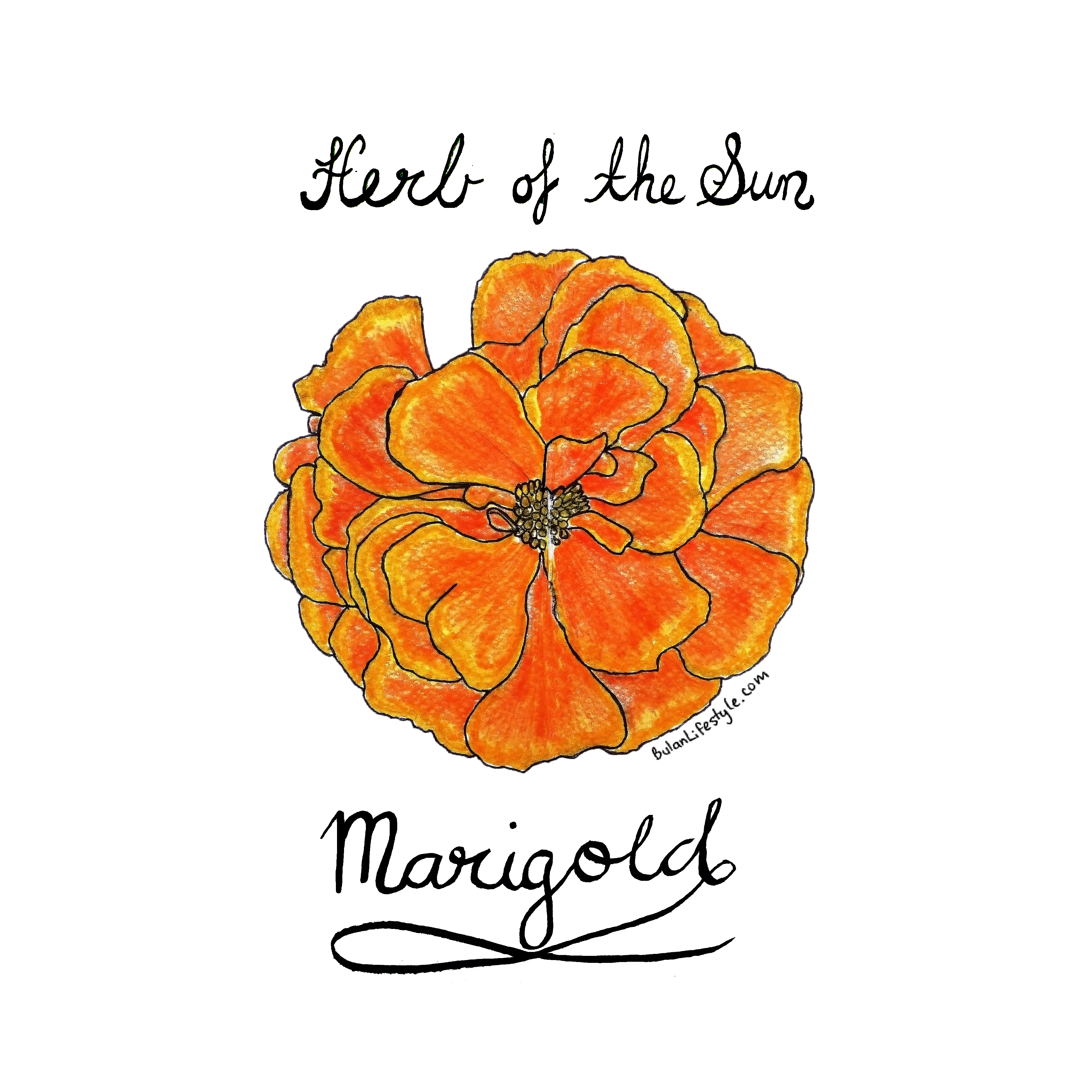 3898x3898 Sketch Of The Day No 779 In My Monologue Art Journal Marigold - Marigold Sketch