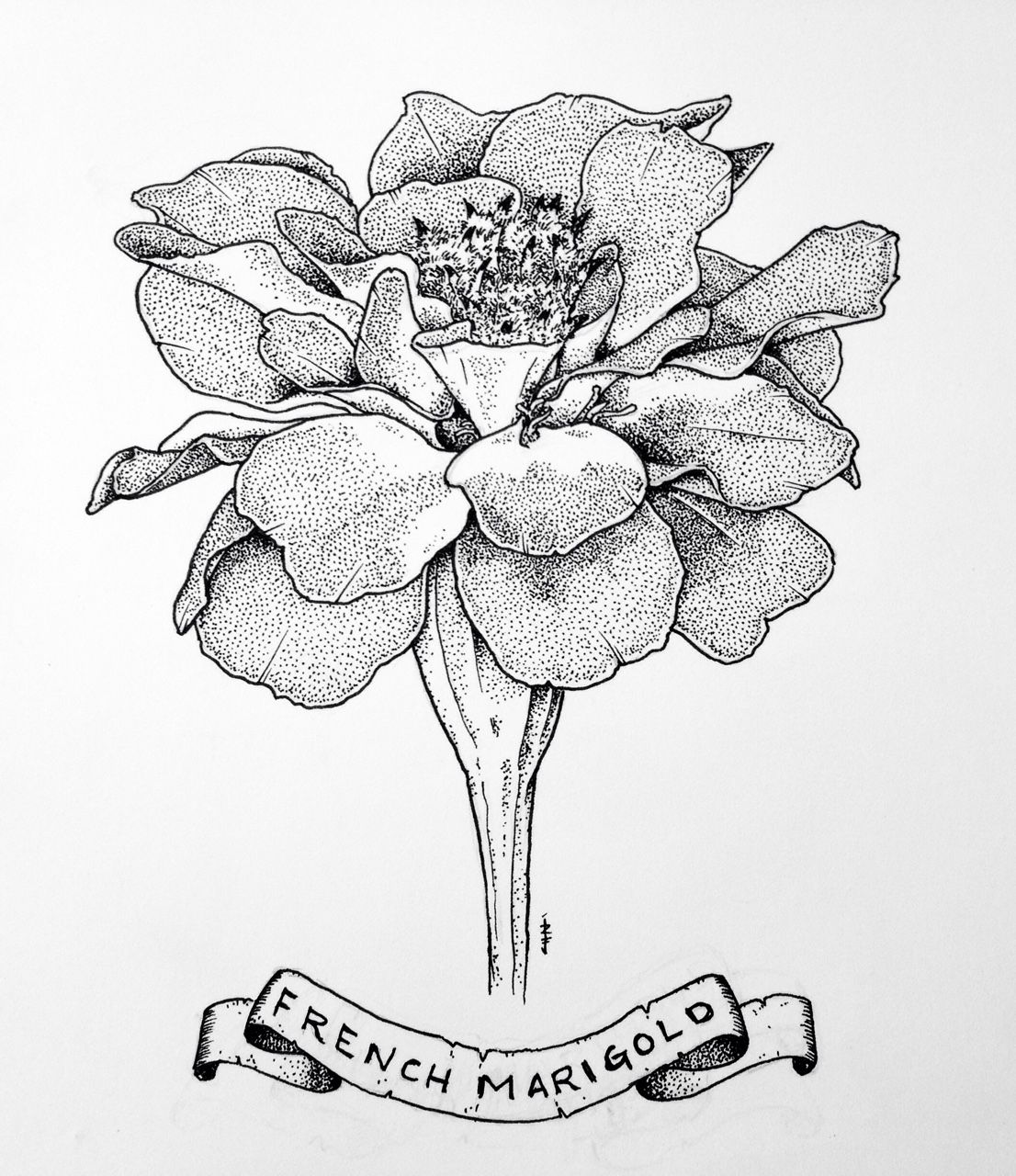 Marigold Tattoo - Marigold Sketch. 