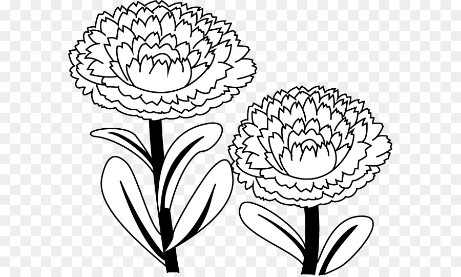 Floral Design English Marigold Drawing Illustration Flower - Marigold Sketc...