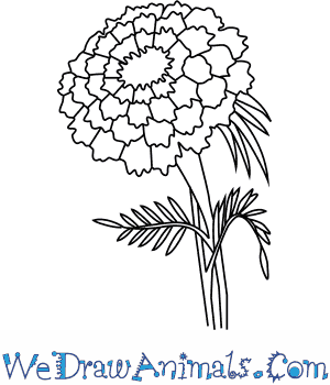 300x350 How To Draw A Marigold Flower - Marigold Sketch