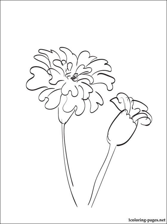 7400 Marigold Flower Coloring Pages Pictures