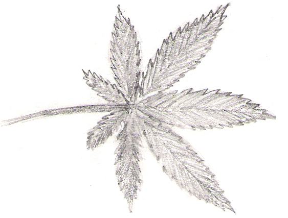 563x427 Drawn Marijuana Pencil - Marijuana Leaf Sketch