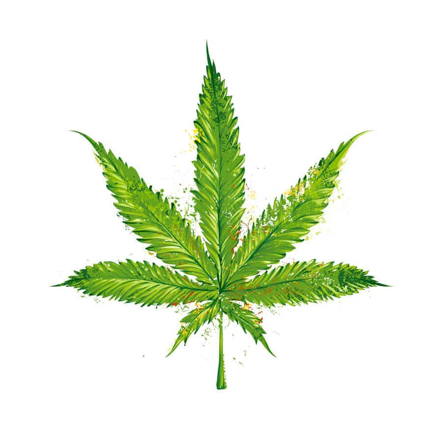 900x900 How To Easily Draw A Pot Leaf Step By Step Get High - Marijuana Leaf Sketch