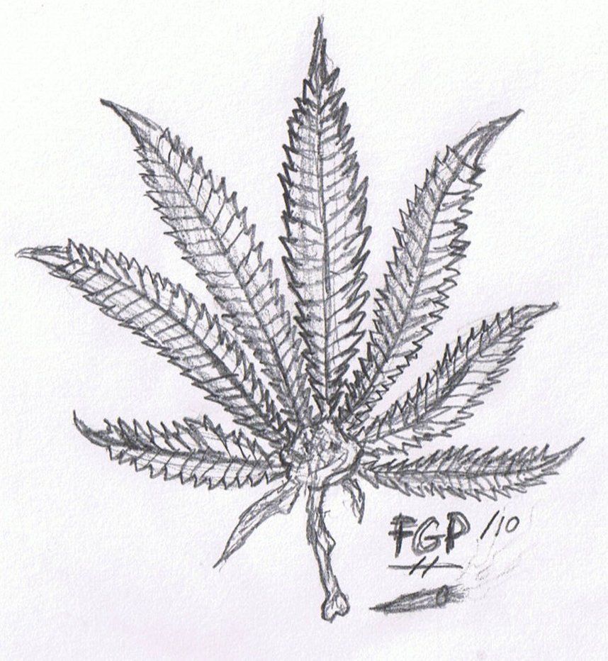 Marijuana Leaf Sketch at PaintingValley.com | Explore collection of ...