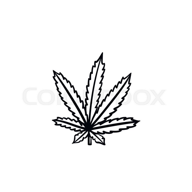 800x800 Marijuana Leaf Hand Drawn Vector Outline Doodle Icon. Vector - Marijuana Leaf Sketch