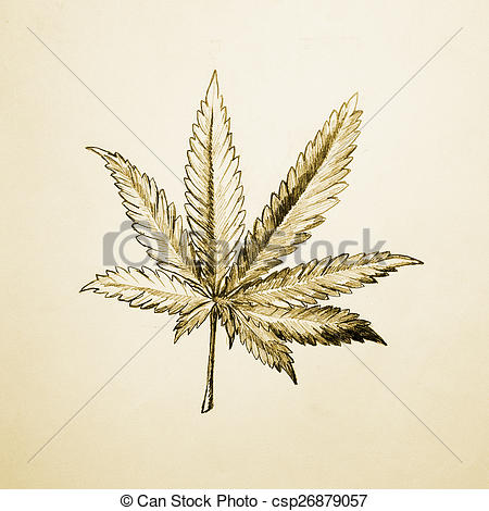 450x470 Marijuana Leaf. Sketch Illustration Of Marijuana (Cannabis) Or - Marijuana Leaf Sketch