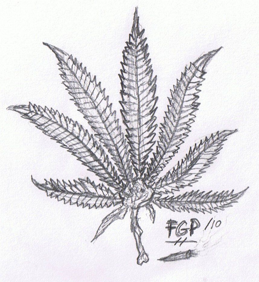 858x932 Gallery Marijuana Leaf Sketch, - Marijuana Sketch