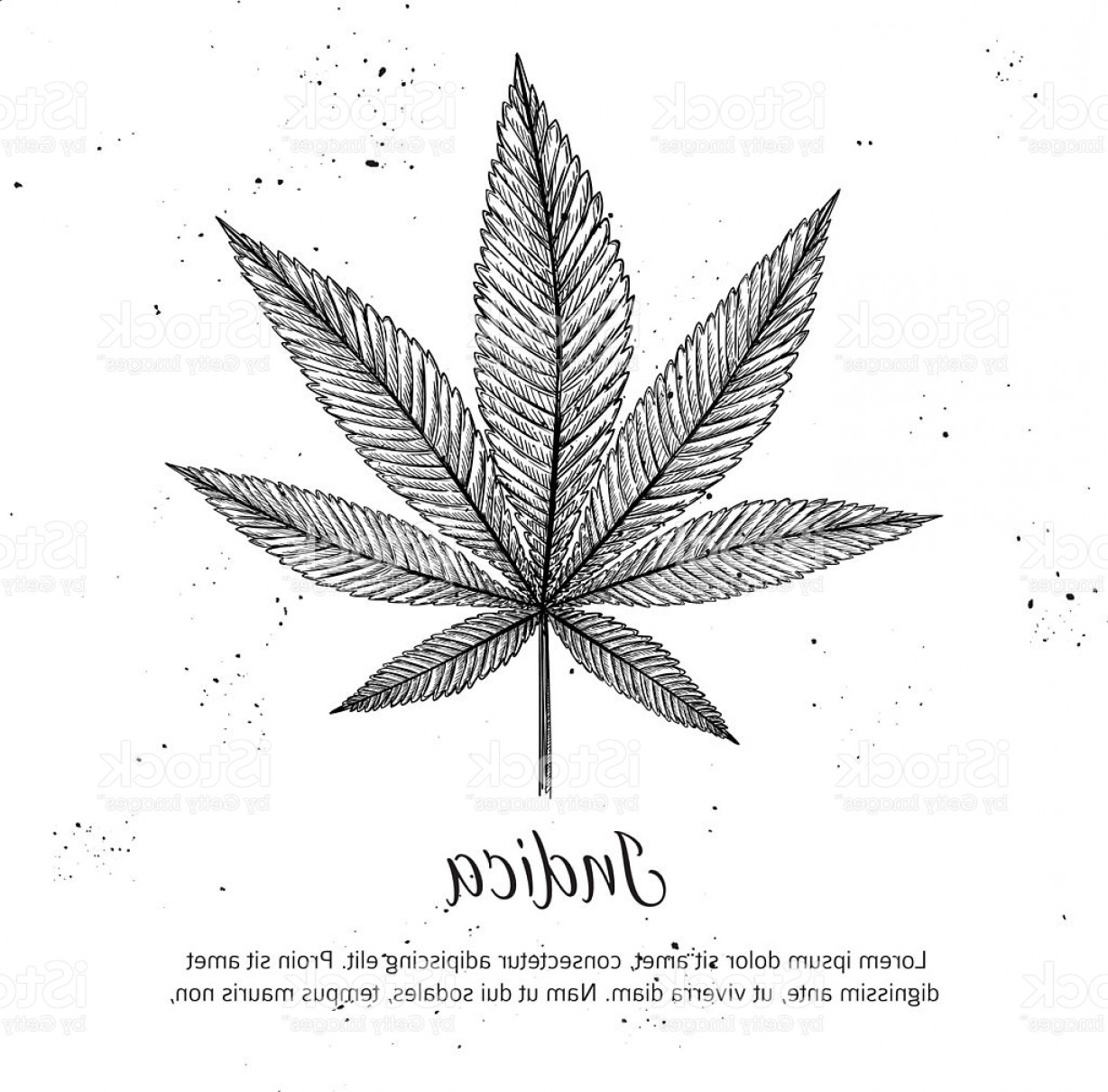 1228x1210 Hand Drawn Vintage Vector Illustration Medical Cannabis Sketch Gm - Marijuana Sketch