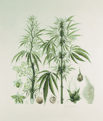 340x400 Medical Marijuana - Marijuana Sketch