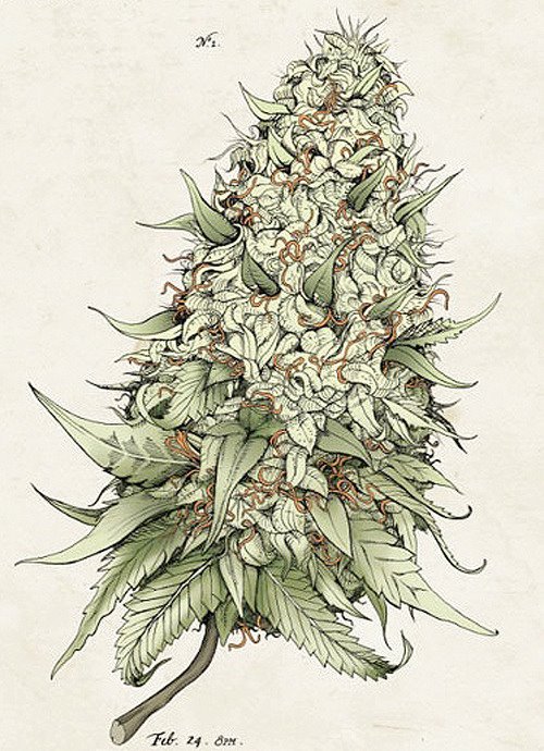 Marijuana Sketch at Explore collection of