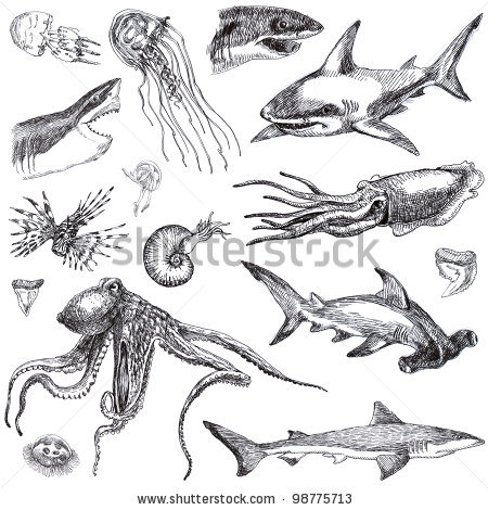 450x470 Drawn Shark Vintage - Marine Life Sketches