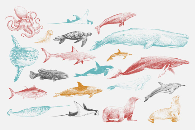 626x416 Fish Sketch Vectors, Photos And Psd Files Free Download - Marine Life Sketches