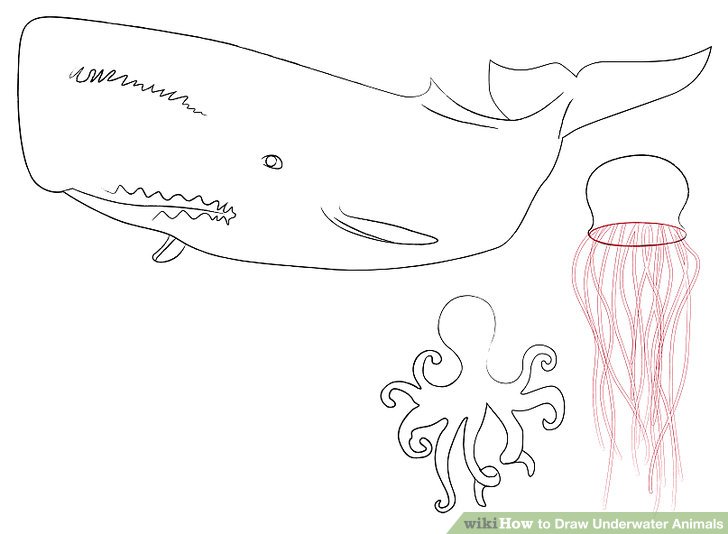 728x534 How To Draw Underwater Animals 6 Steps (With Pictures) - Marine Life Sketches