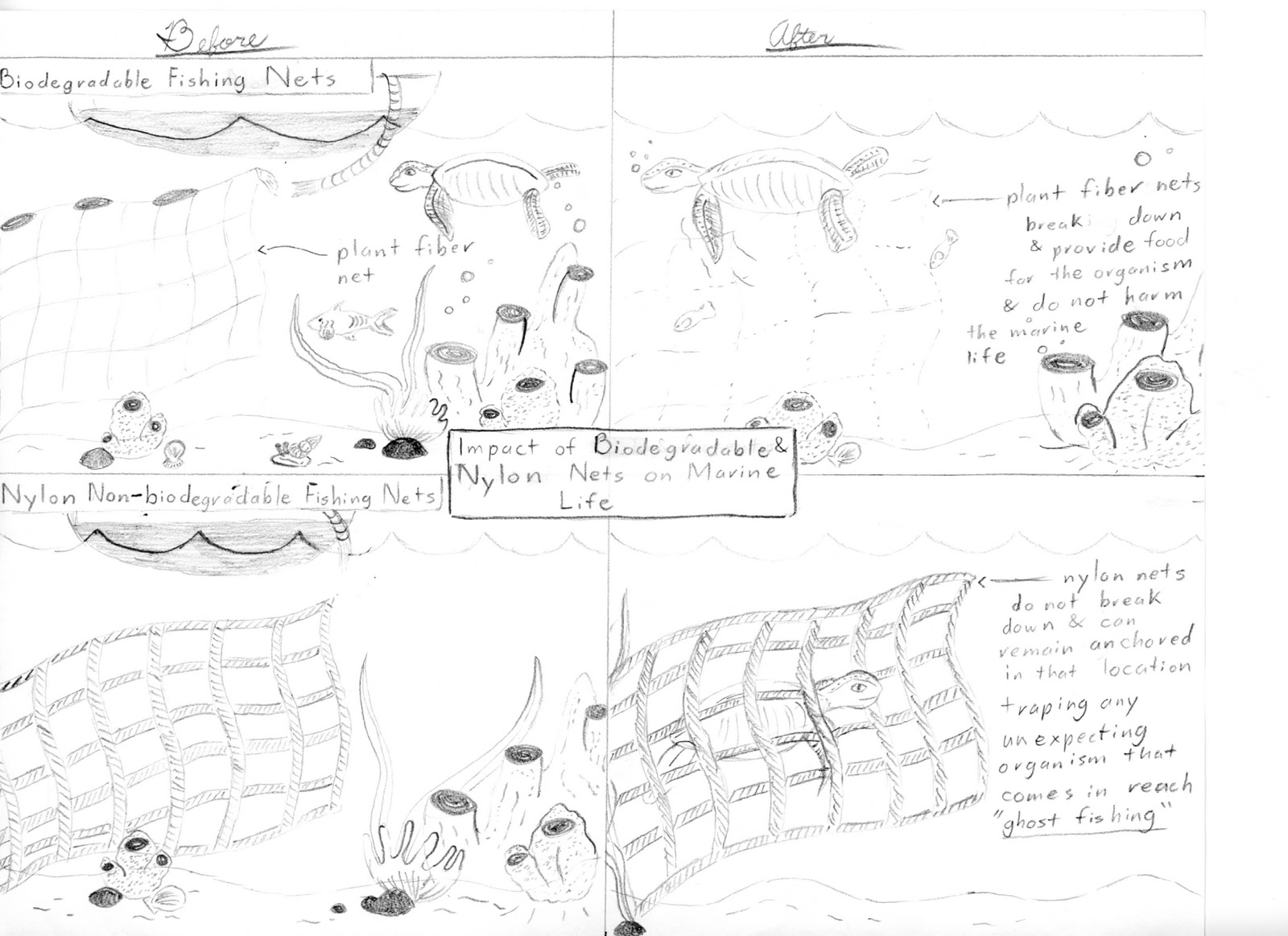 1600x1163 Illustration Sketches For Week 7 - Marine Life Sketches