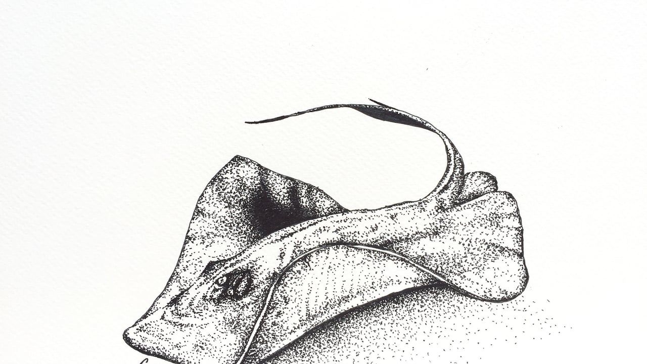 1280x720 Marine Life Artwork - Marine Life Sketches