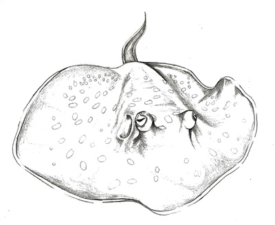 400x327 Marine Life Drawings - Marine Life Sketches