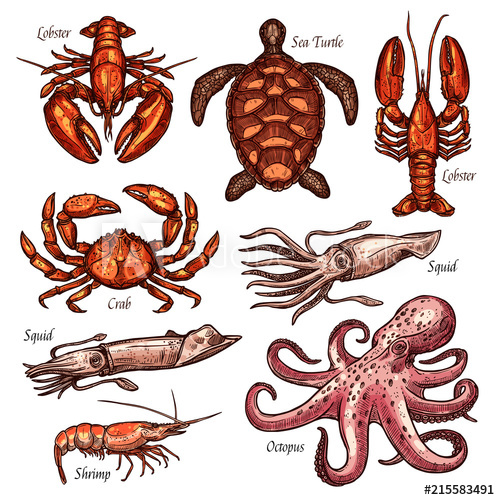 500x500 Shellfish And Marine Animals Sketches - Marine Life Sketches