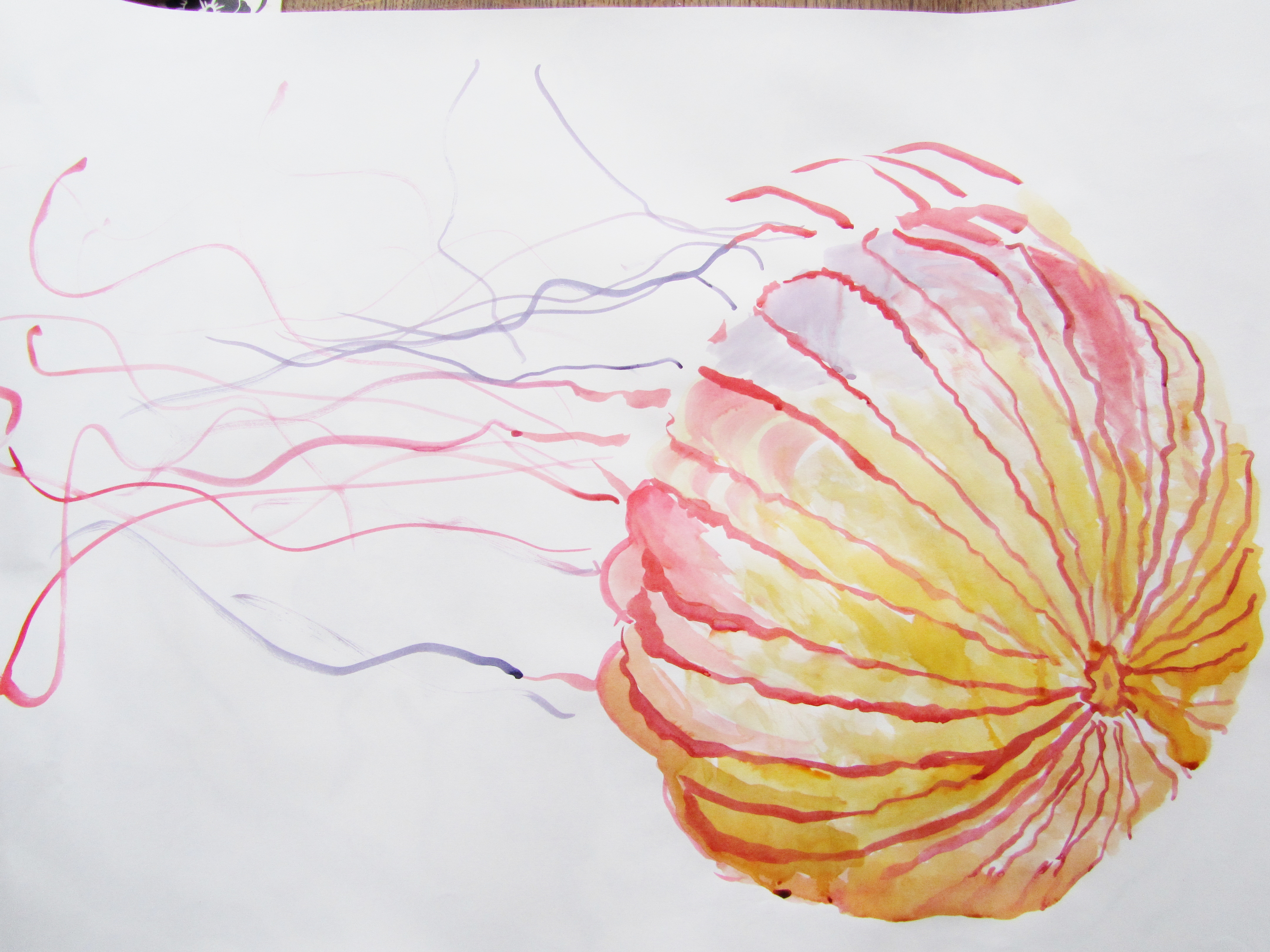 4320x3240 Some A1 Sketches In Ink Lucyaliceholliday - Marine Life Sketches