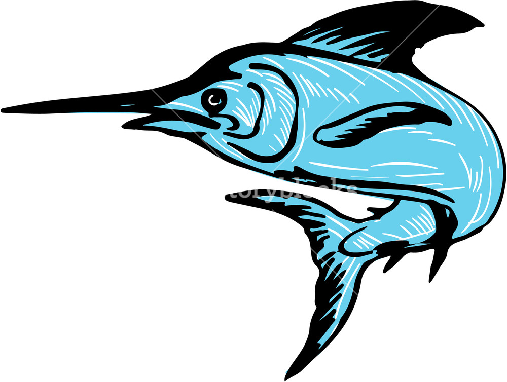1000x754 Drawing Sketch Style Illustration Of A Blue Marlin Fish Jumping - Marlin Sketch