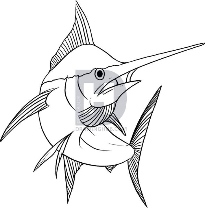 709x720 How To Draw A Marlin, Step By Step, Drawing Guide, By Darkonator - Marlin Sketch