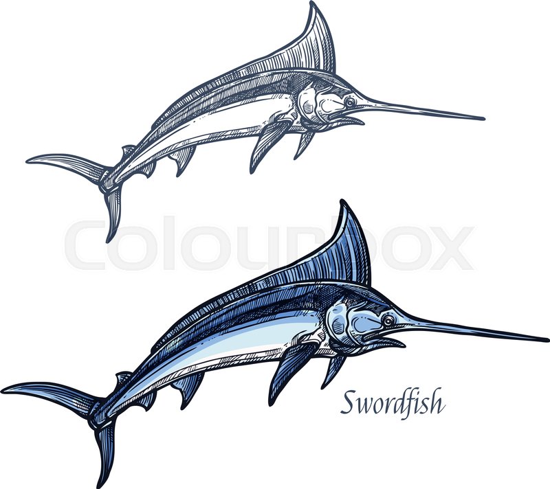 800x712 Marlin Sketch Vector Fish Icon. Isolated Ocean Sailfish Fish - Marlin Sketch