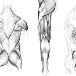 250x250 Suzanna Dupee Massage Therapy - Massage Sketch