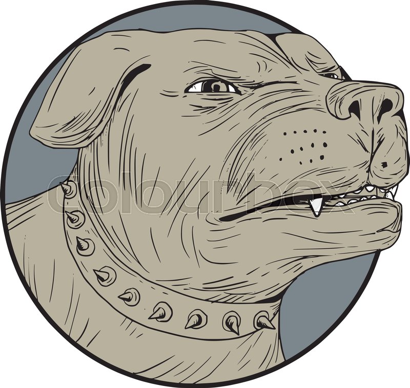 800x758 Drawing Sketch Style Illustration Of An Angry Rottweiler - Mastiff Sketch