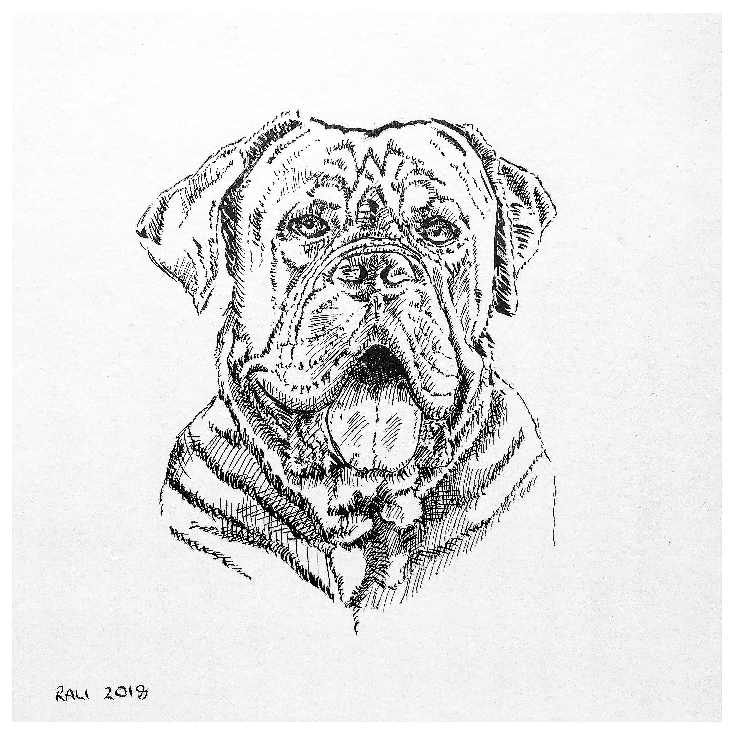 2997x2997 Giant Mastiff, Scary Scary Mountain Of Doggo - Mastiff Sketch