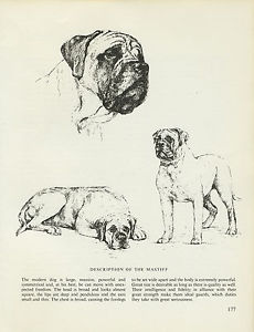 230x300 Mastiff Vintage 1963 Print Sketch - Mastiff Sketch