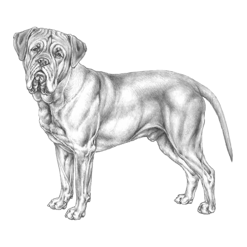 800x800 15 Mastiff Drawing French For Free Download On Mbtskoudsalg - Mastiff Sketch