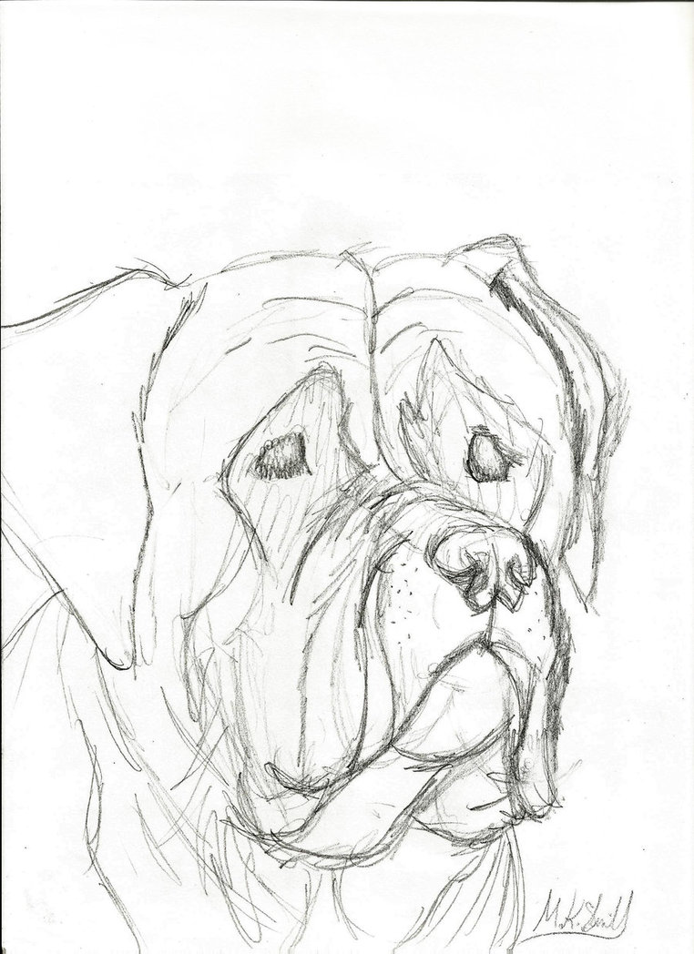 762x1048 Mastiff Sketch By Mckennas - Mastiff Sketch