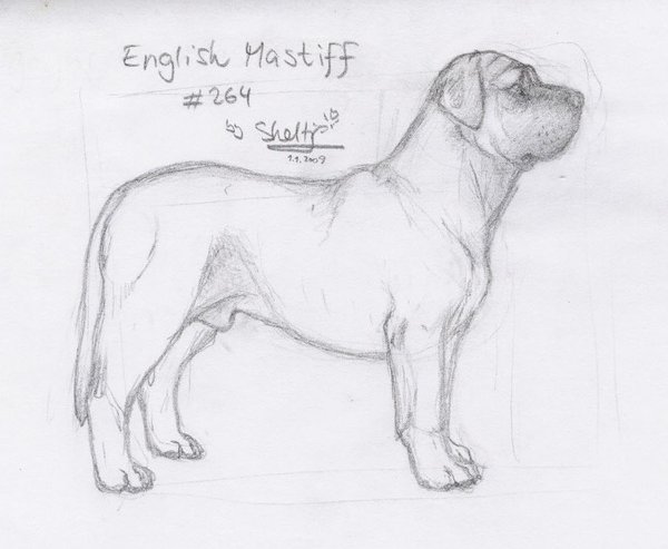 600x493 Mastiff Sketch By Shel Chan - Mastiff Sketch