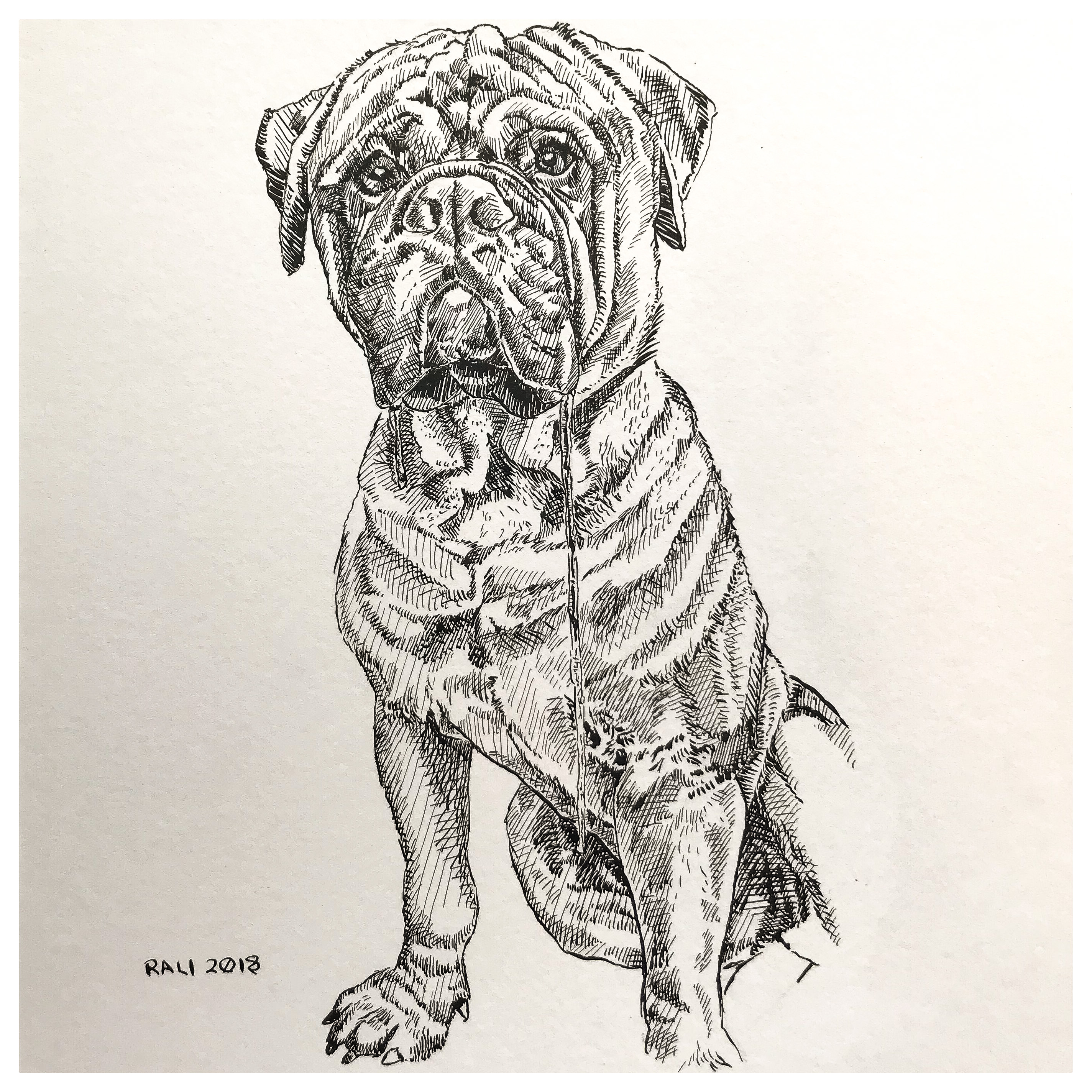 Mastiff Sketch at Explore collection of Mastiff Sketch