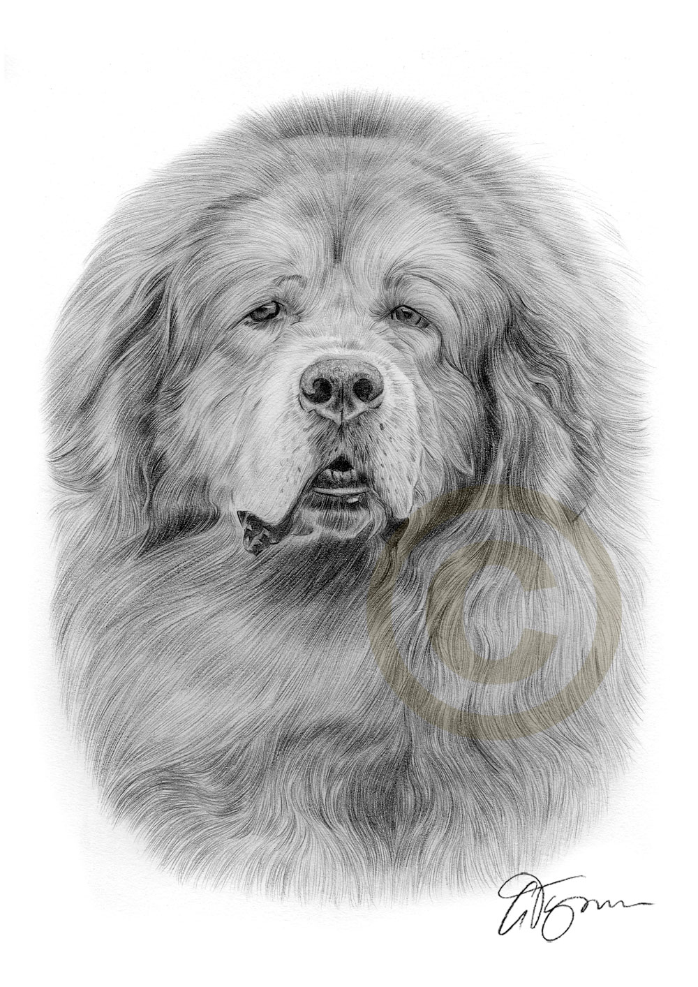 Раскраска собака тибетский мастиф