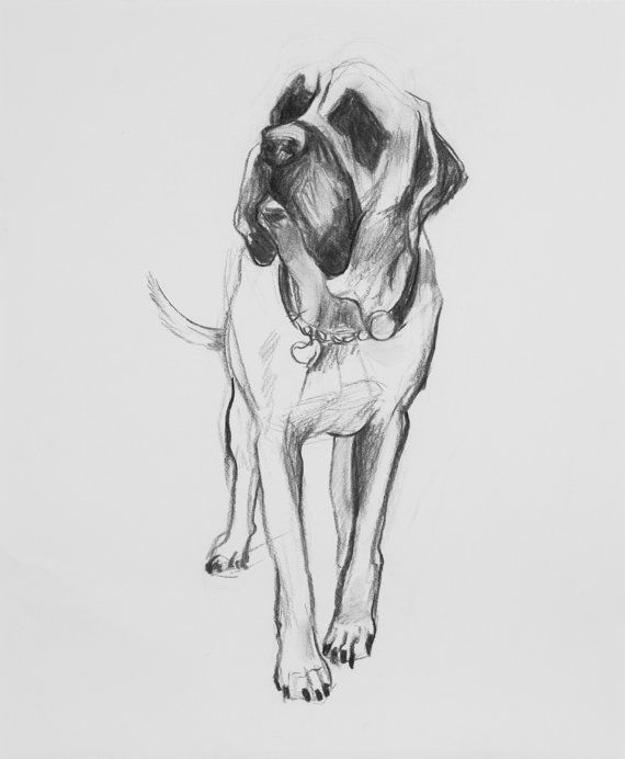 570x692 Pin By Meg Grgurich On Dogs Drawings, Sketches And - Mastiff Sketch