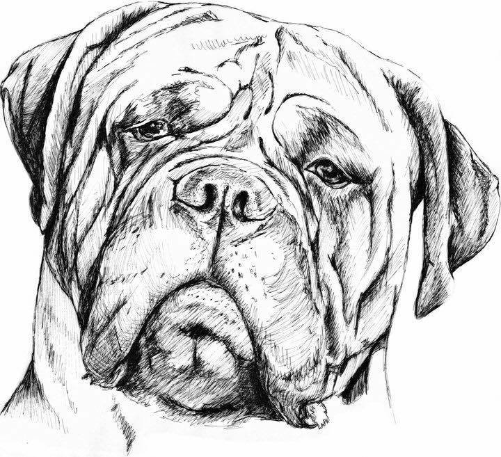 Mastiff Sketch at PaintingValley.com | Explore collection of Mastiff Sketch