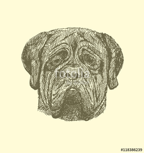 471x500 Sketch Mastiff In Vintage Style. Stock Image And Royalty Free - Mastiff Sketch