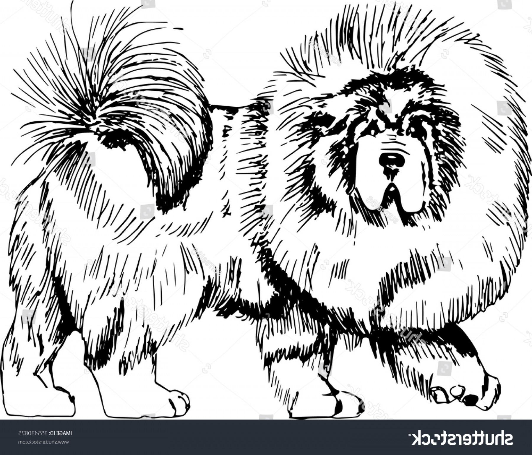 1800x1540 Tibetan Mastiff Dog Hand Drawn Sketch Shopatcloth - Mastiff Sketch