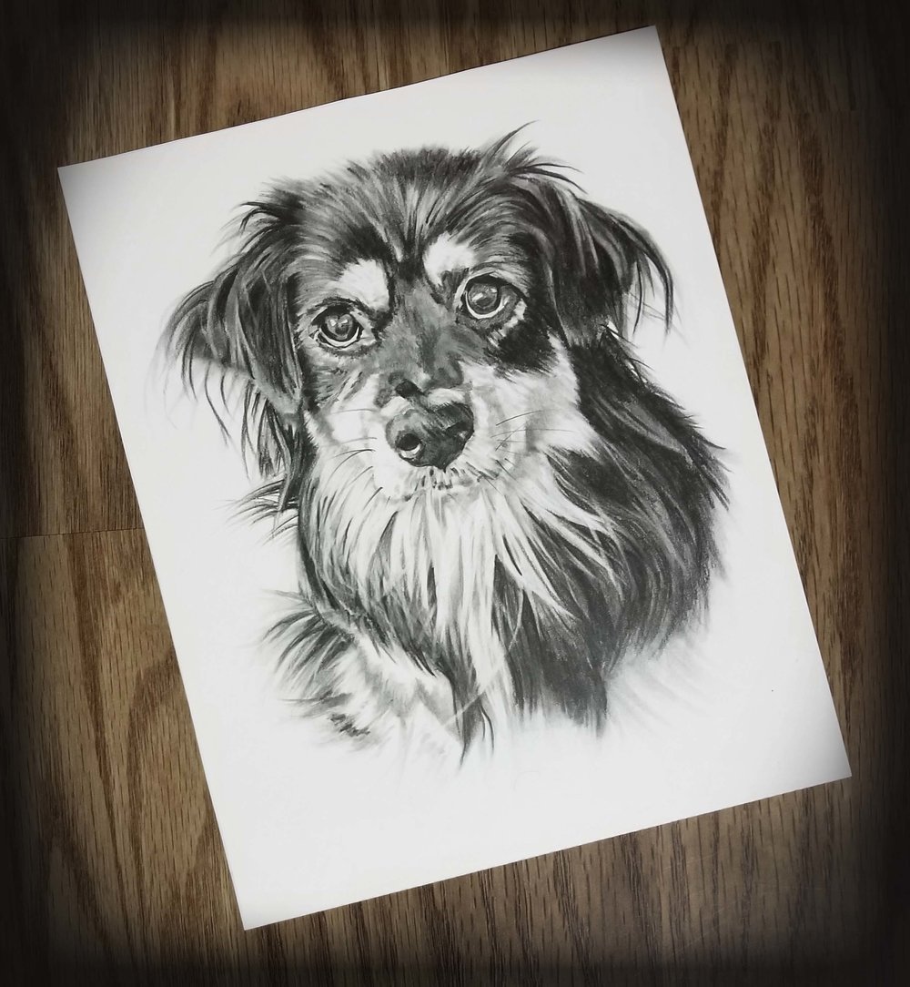 1000x1084 Tibetan Mastiff Mix Dog Sketch - Mastiff Sketch