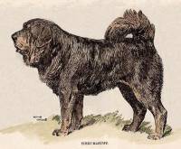 200x165 Tibetan Mastiff Janedogs - Mastiff Sketch
