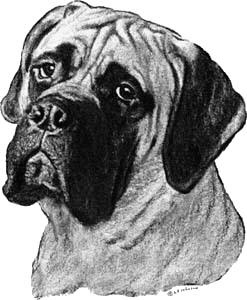 247x300 Canine Portraits By The Pooka - Mastiff Sketch