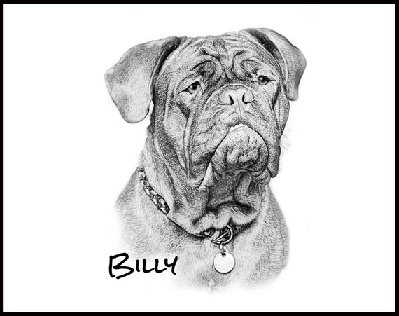 570x451 Custom Pet Sketch Dog Portrait Digital Sketch Sketch Etsy - Mastiff Sketch