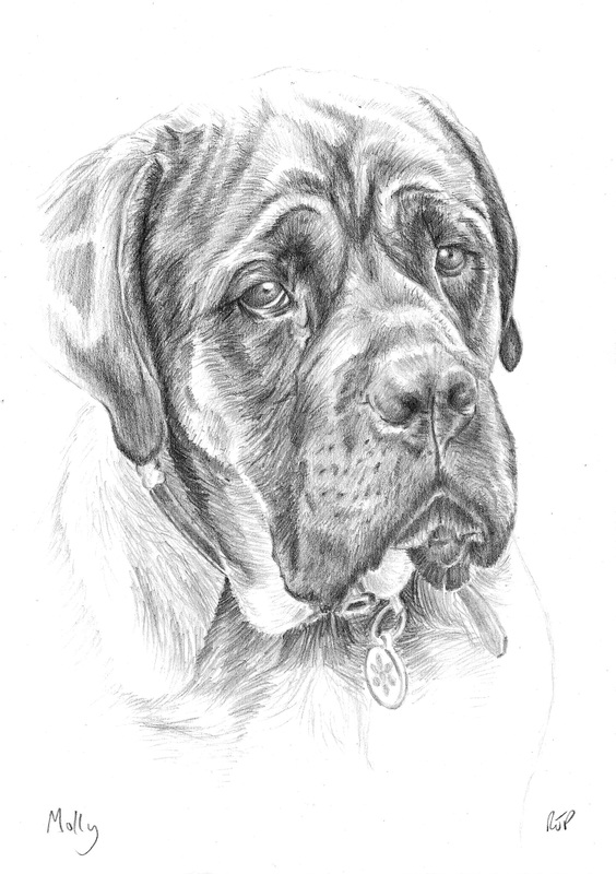 564x800 Dog Portraits - Mastiff Sketch