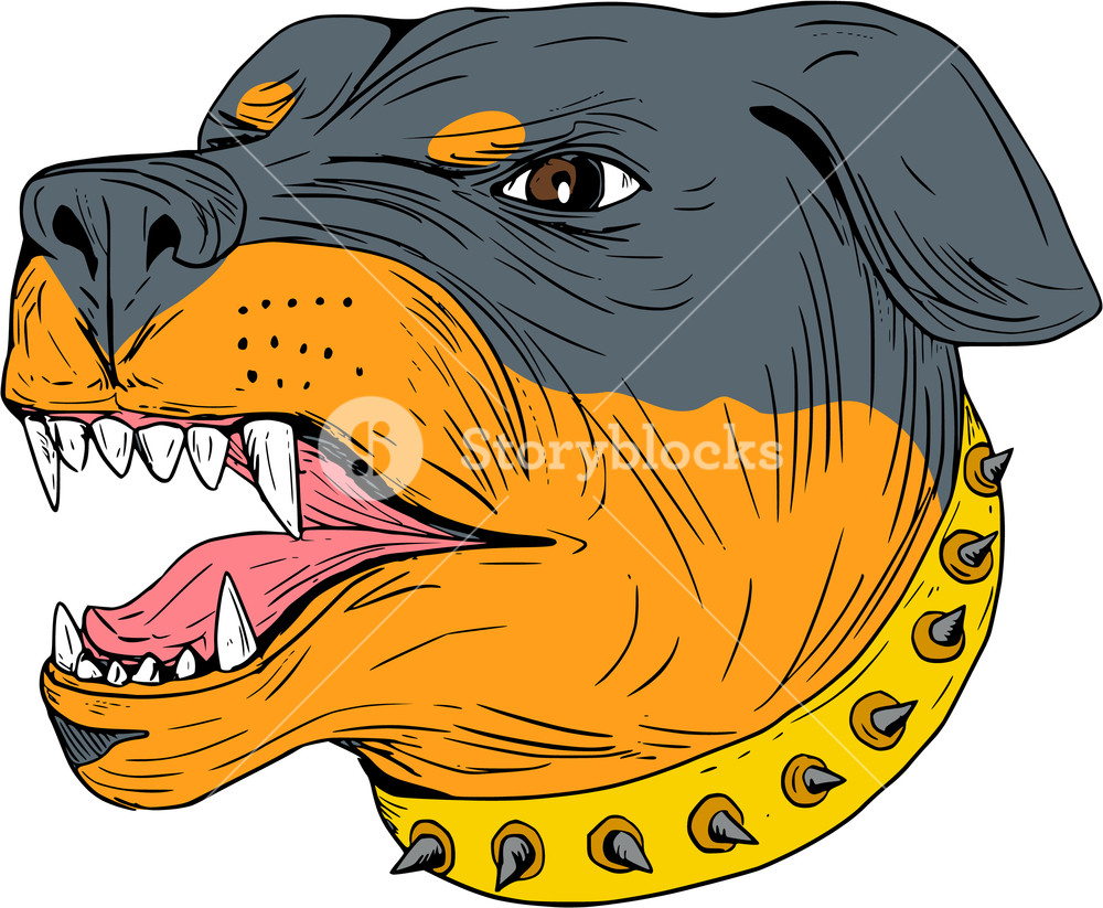 1000x823 Drawing Sketch Style Illustration Of An Agressive Rottweiler - Mastiff Sketch