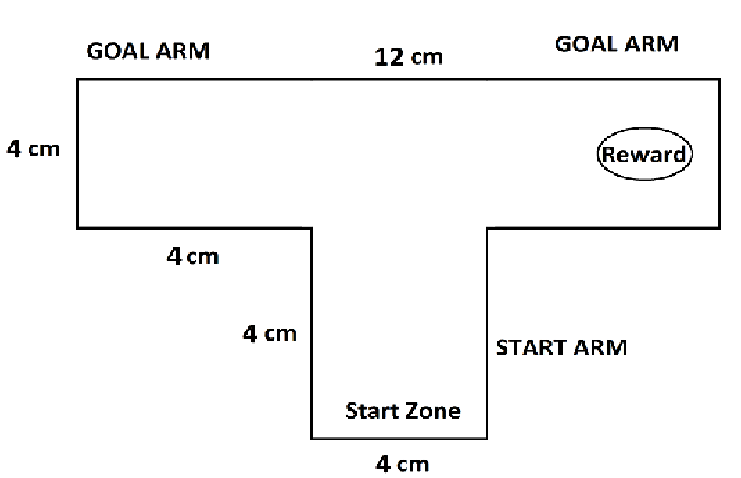 741x478 Self Designed T Maze Sketch. Download Scientific Diagram - Maze Sketch