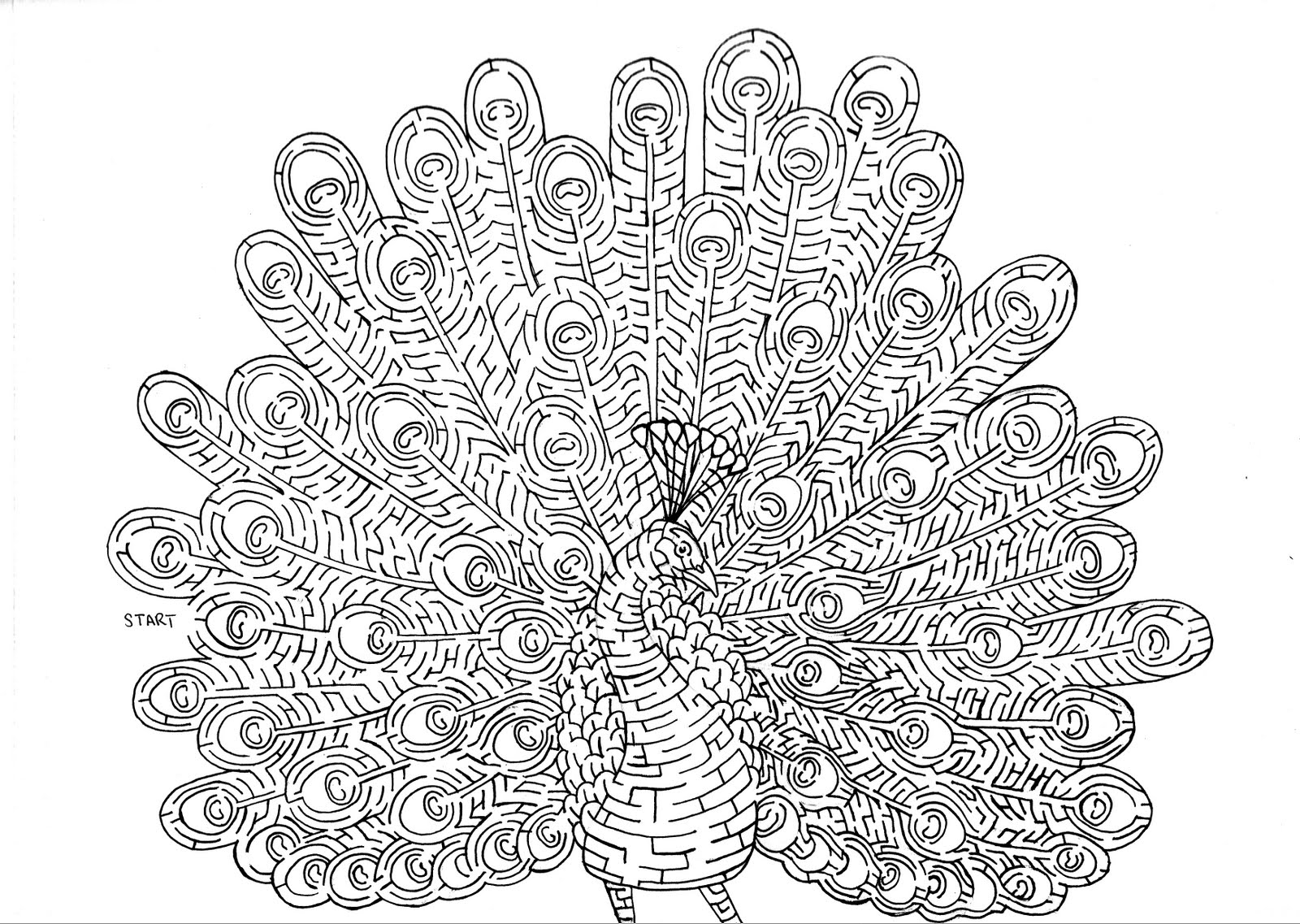1600x1137 Sketch Daily Peacock Maze 2 - Maze Sketch