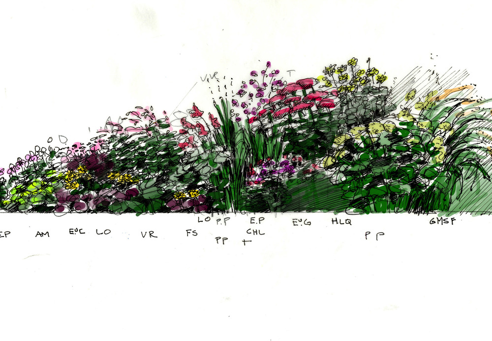 1000x692 Garden Sketch Byla - Meadow Sketch