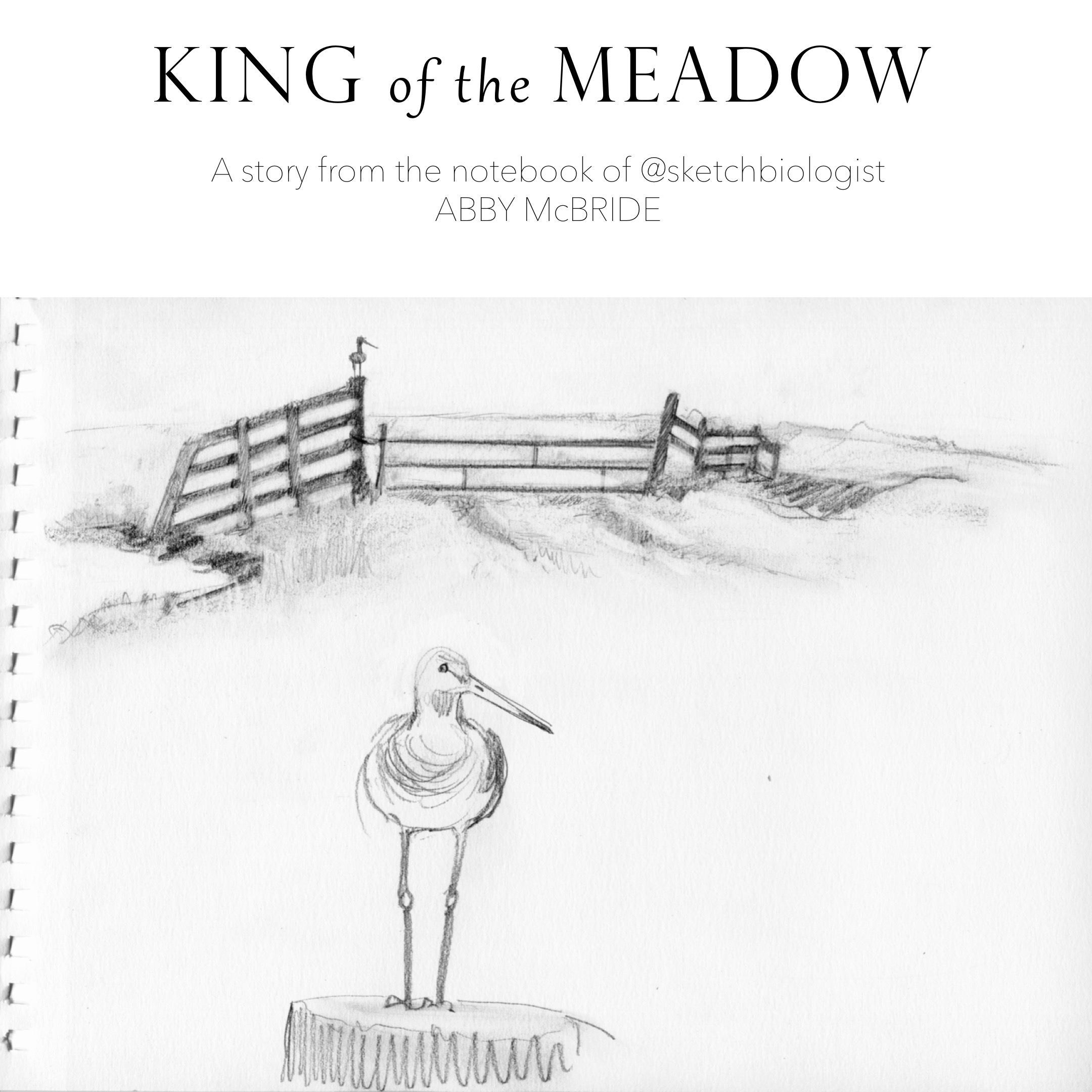 2160x2160 King Of The Meadow Science Outside - Meadow Sketch
